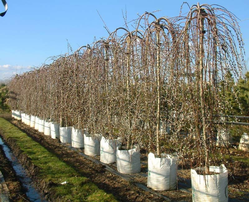 Salix caprea Pendula in the winter