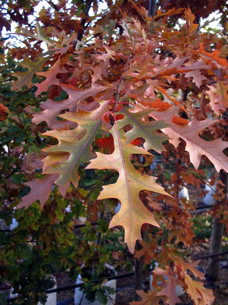 autumn foliage of Quercus palustris