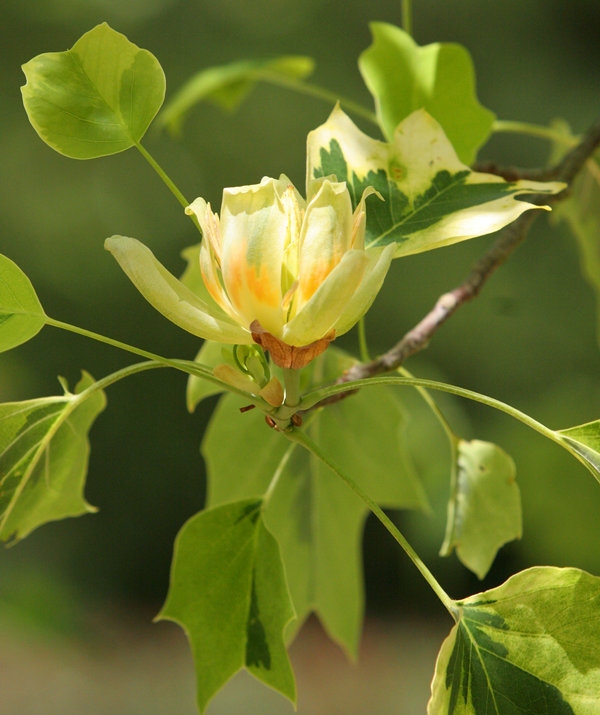 Liriodendron tulipifera Aureomarginatum flower