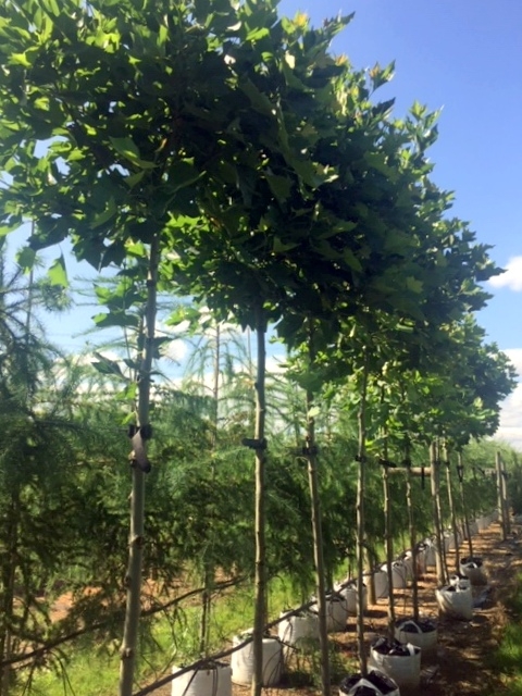 Platanus hispanica Alphens Globe at barcham trees