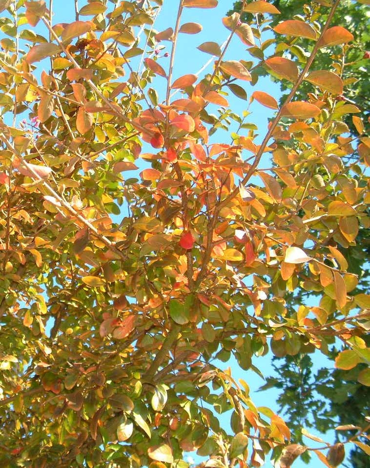 the start of autum colour Lagerstroemia indica Roseaof