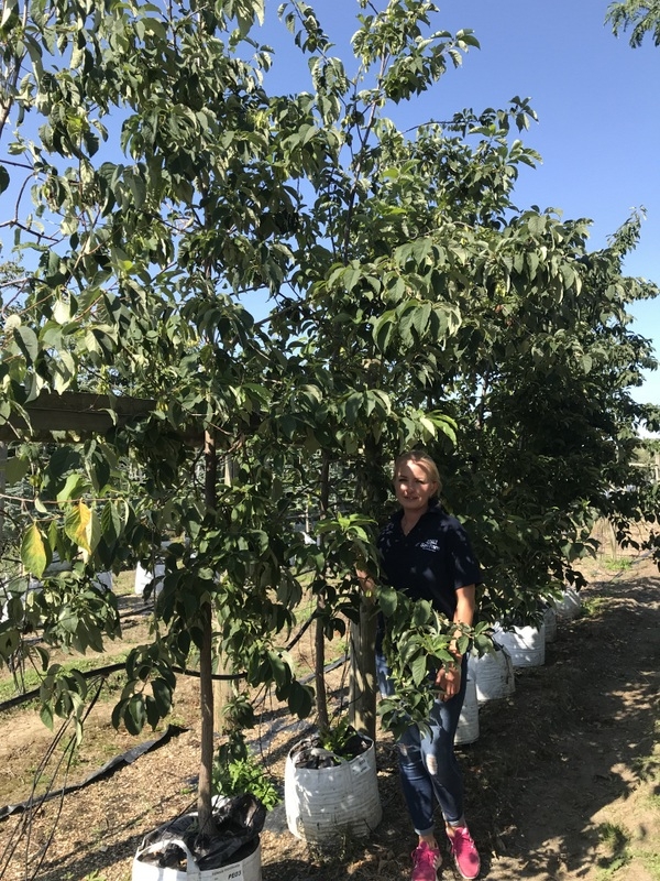 Halesia monticola at Barcham trees