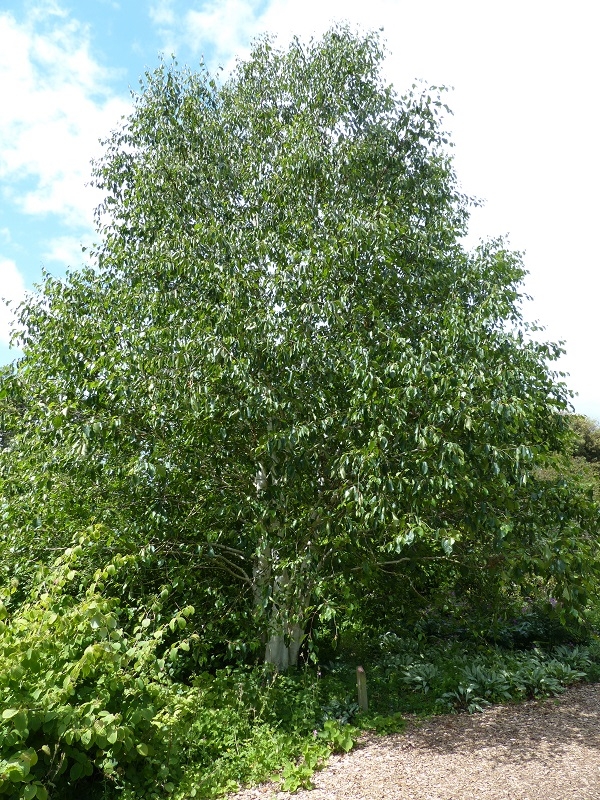 Mature specimen of Betula utilis Jacquemontii