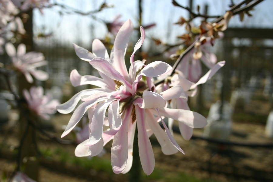 single flower of Magnolia loebneri Leonard Messel