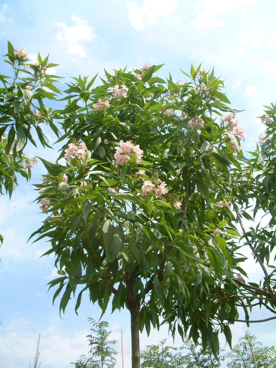 Chitalpa x tashkentensis Summer Bells