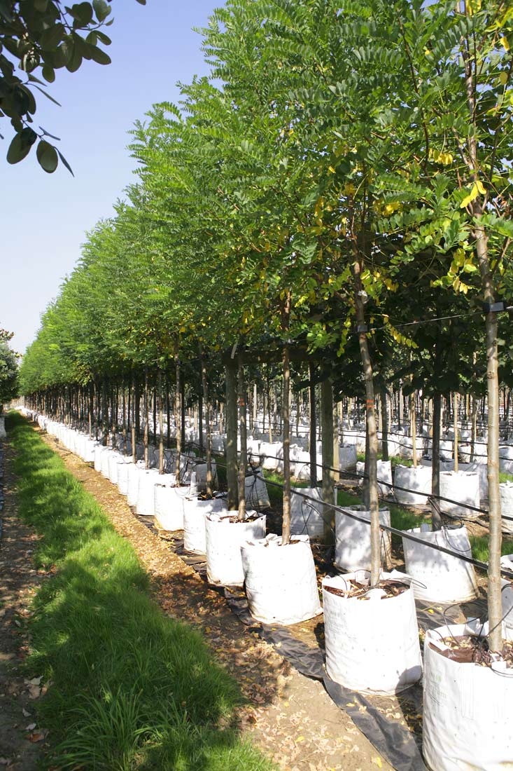 Robinia pseudoacacia Bessoniana