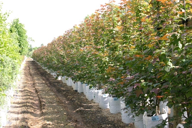 row of feathered Liquidambar styraciflua Acalycina