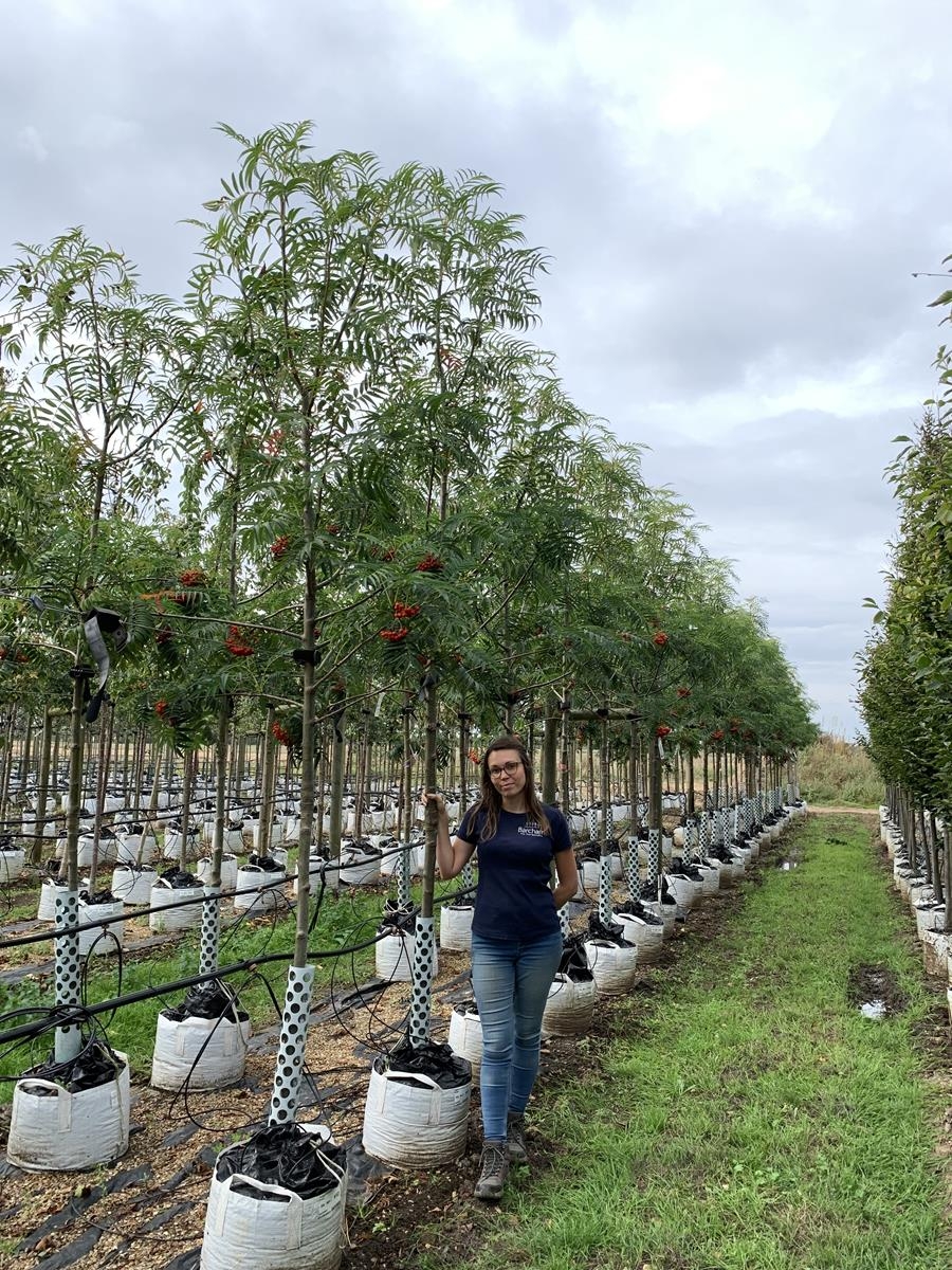 Sorbus commixta Olympic Flame Medium Tree