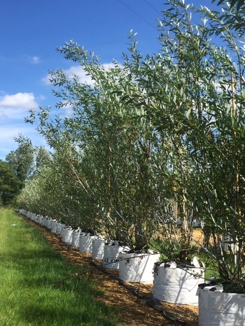 Salix daphnoides multi-stem at barcham trees
