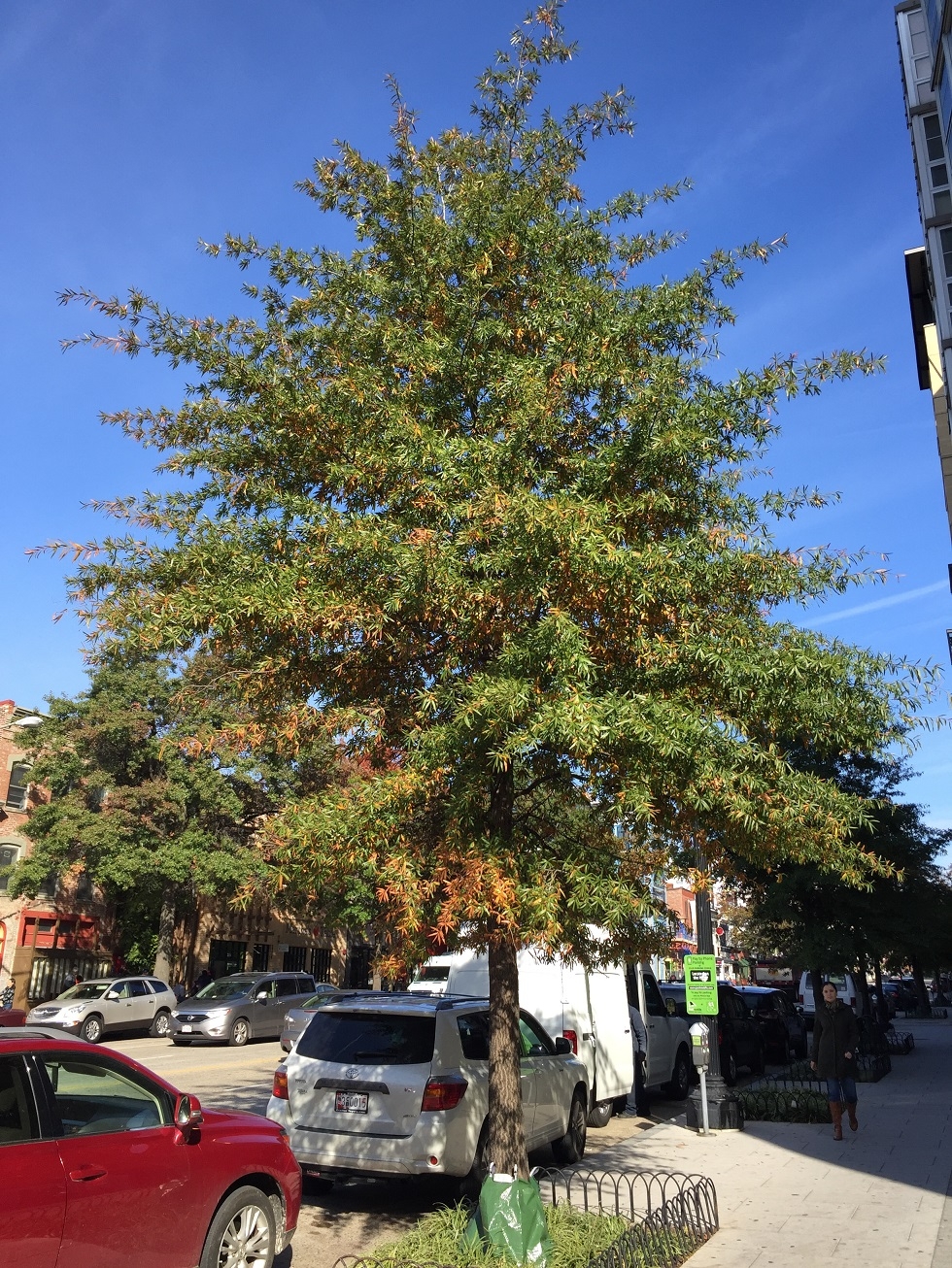 Quercus phellos in a street setting