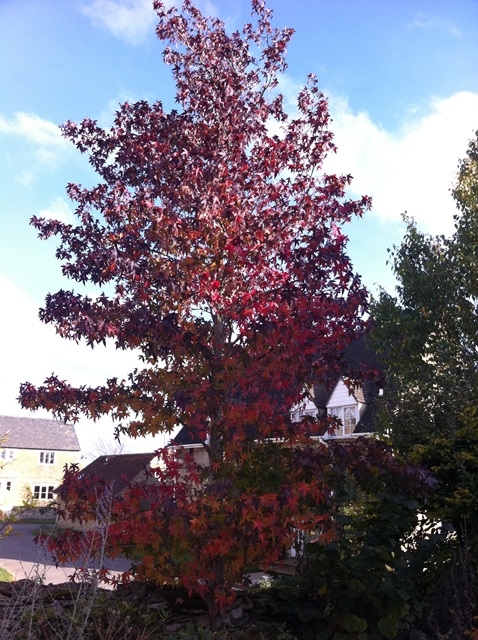 mature Liquidambar styraciflua Worplesdon in autumn