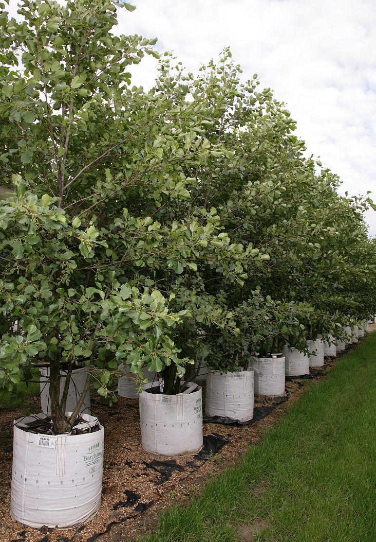 Alnus glutinosa multi-stem