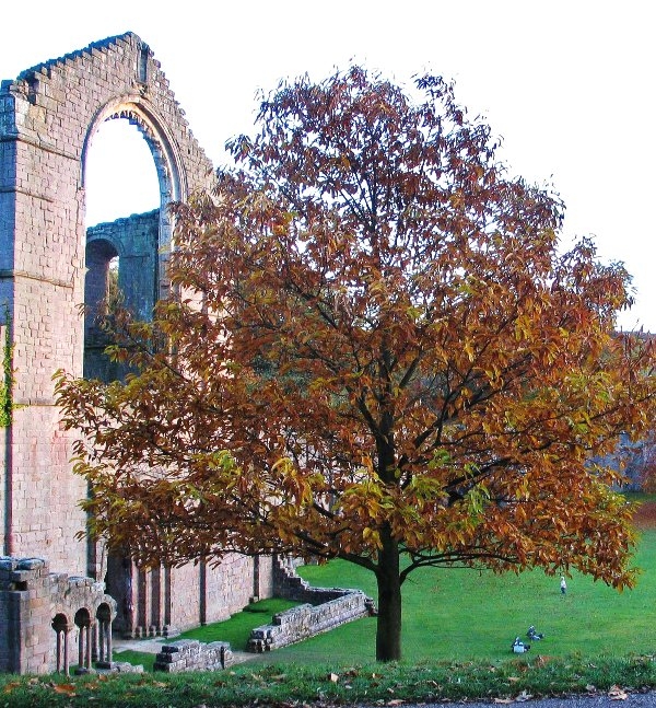 Mature Quercus cerris in autumn