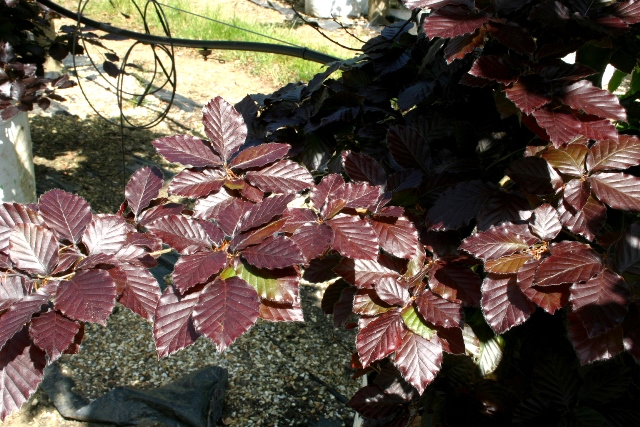The purple foliage of Fagus sylvatica Purpurea