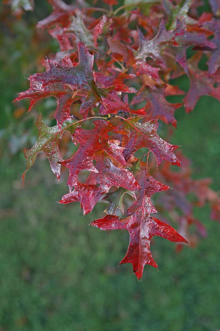 utumn foliage of Quercus coccinea