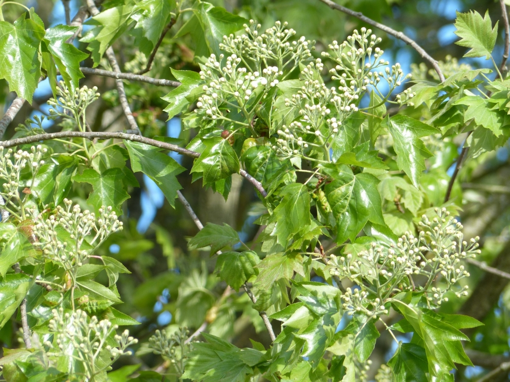 foliage and flower of Sorbus torminalis