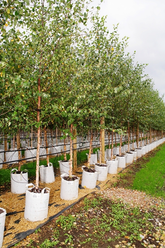 Betula nigra at barcham trees