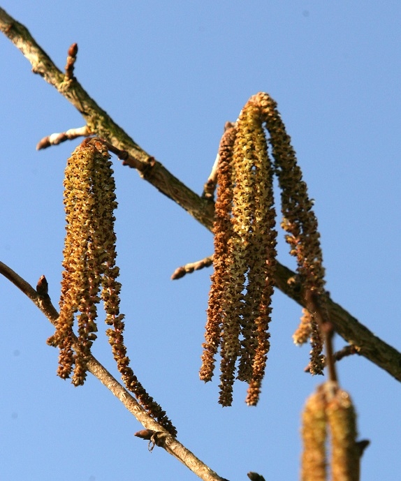 Corylus colurna catkins