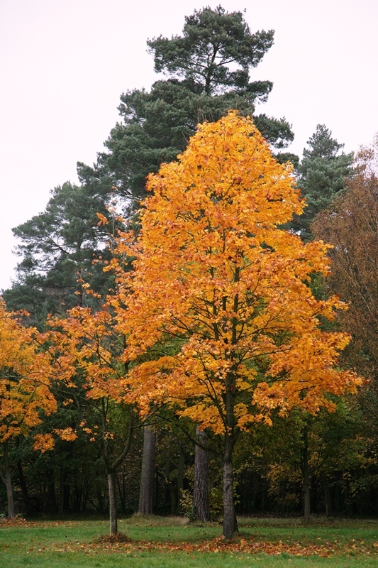 mature Acer plataniodes olmstead in autumn foliage