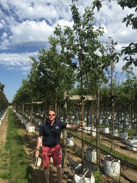 Malus Egremont Russett