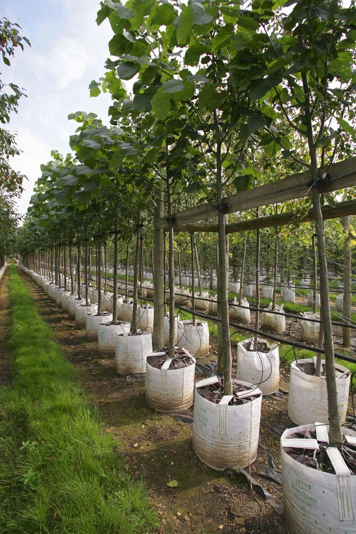 Row of Tilia americana Redmond at Barcham Trees