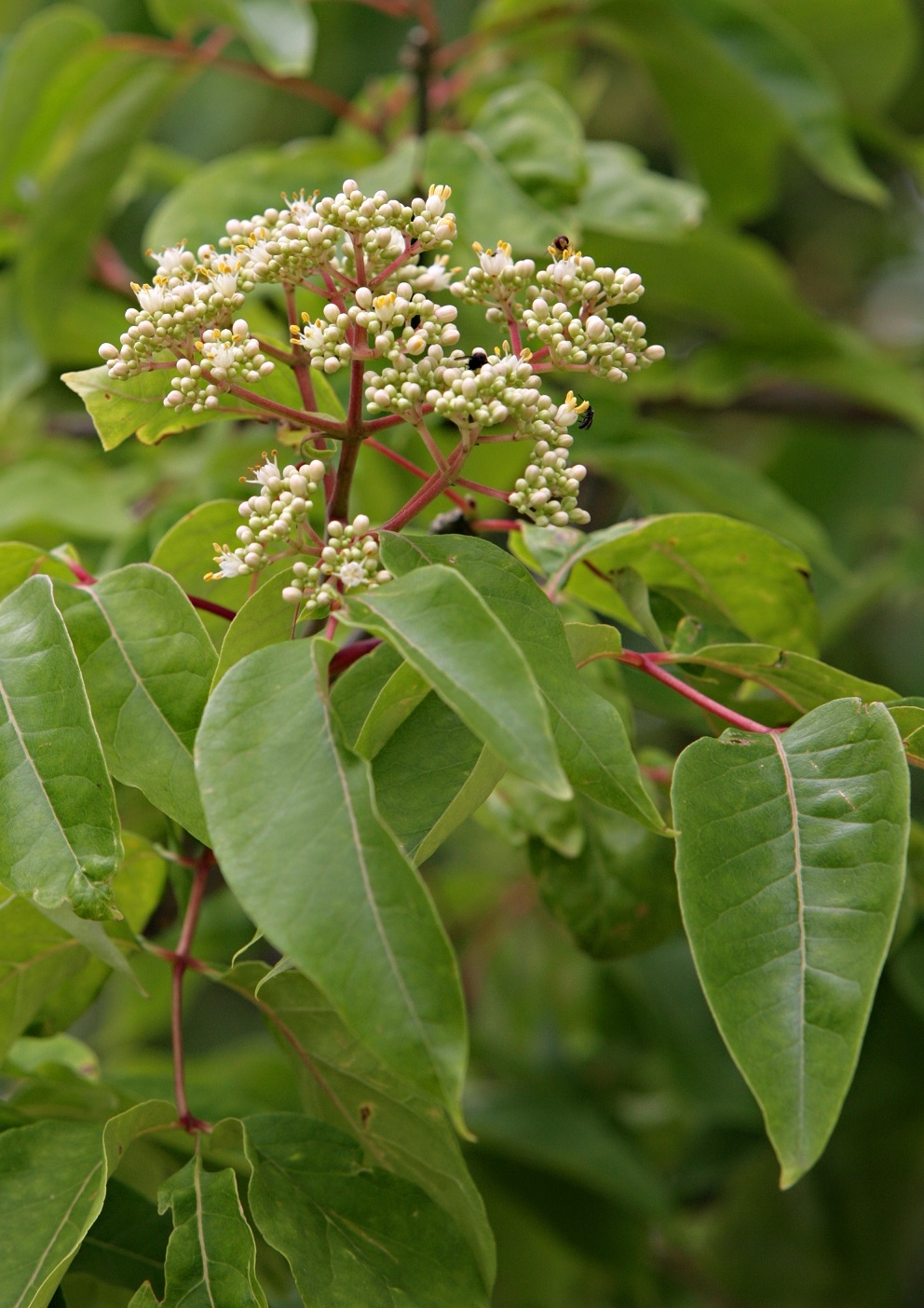 the pretty white flower of euodia hupehensis