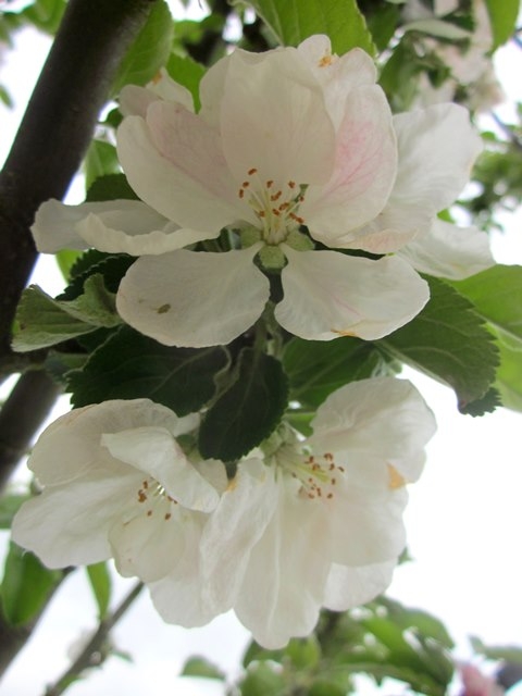 the flowers of Malus Howgate Wonder