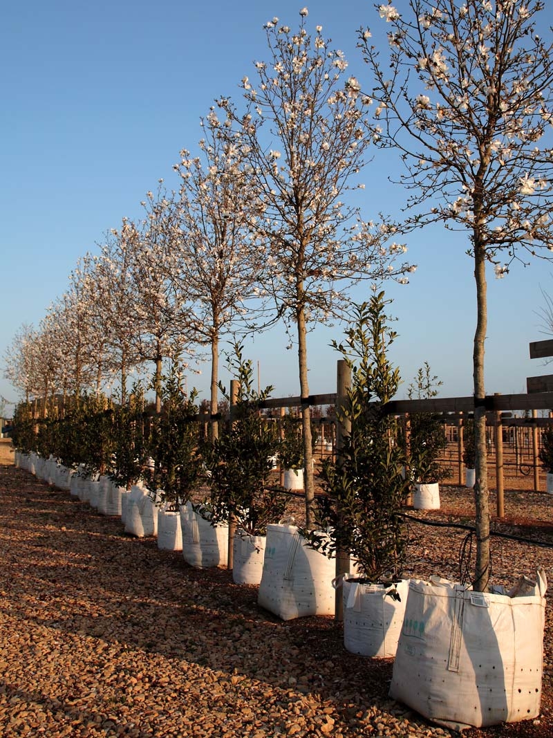 Magnolia x loebneri Merrill